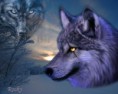 /album/galeria-de-fotos-wallpapers2/lobo-1-jpg/